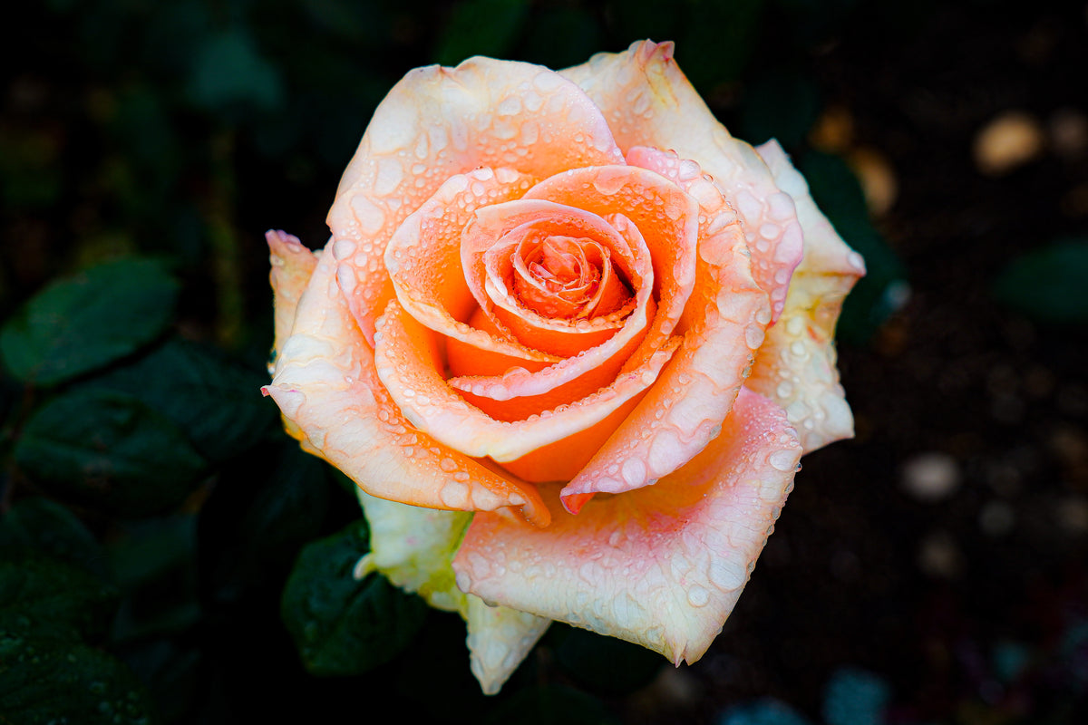 Peach rose covered in water droplets against dark leaves