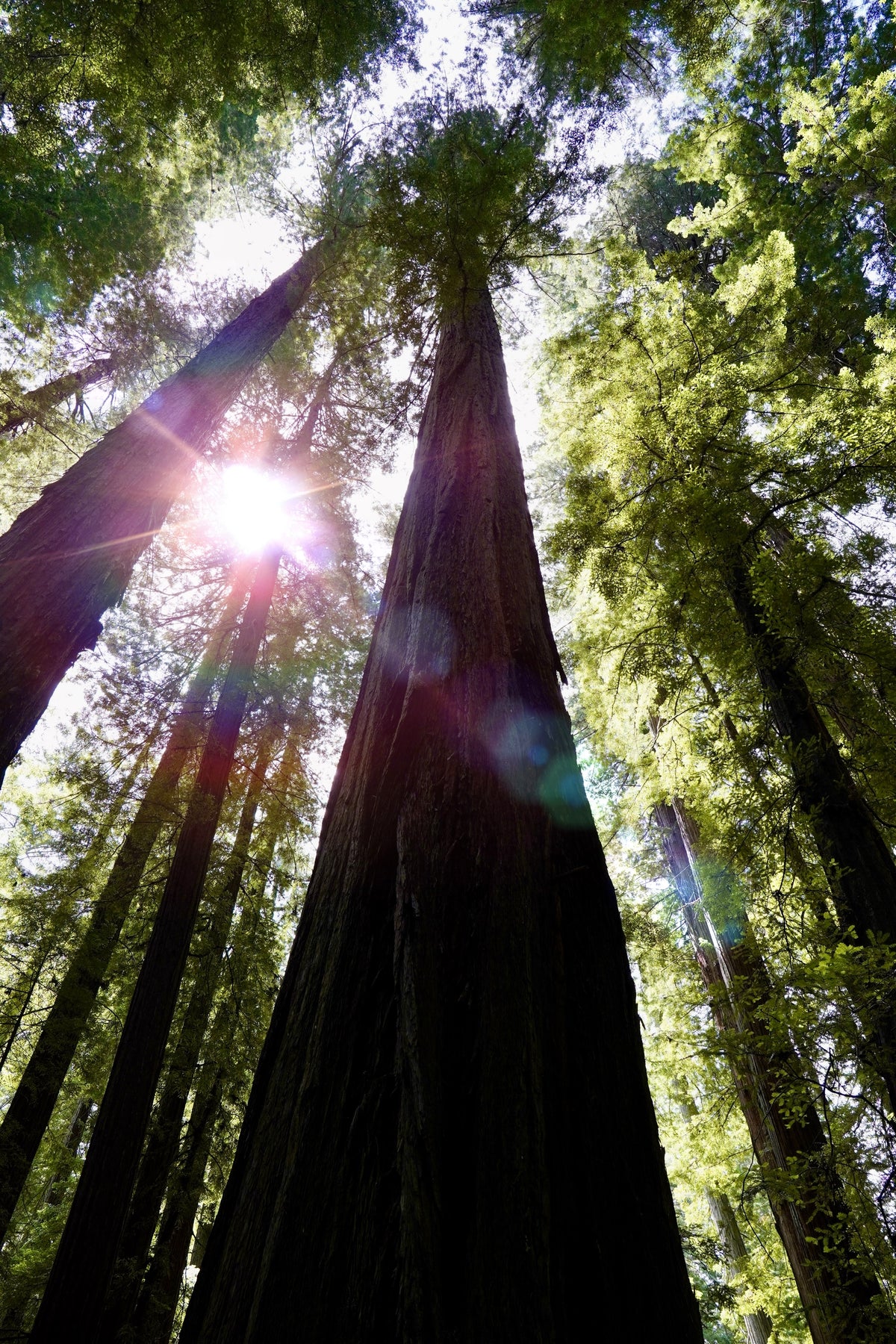 Looking up redwood trunks as the sun breaks through the canopy